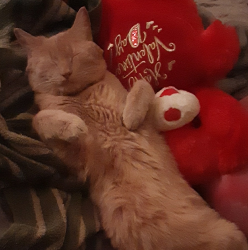 Meet your Posher, Shana